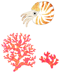 オウムガイ