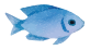 ジンベイサメ