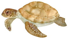 ウミガメ